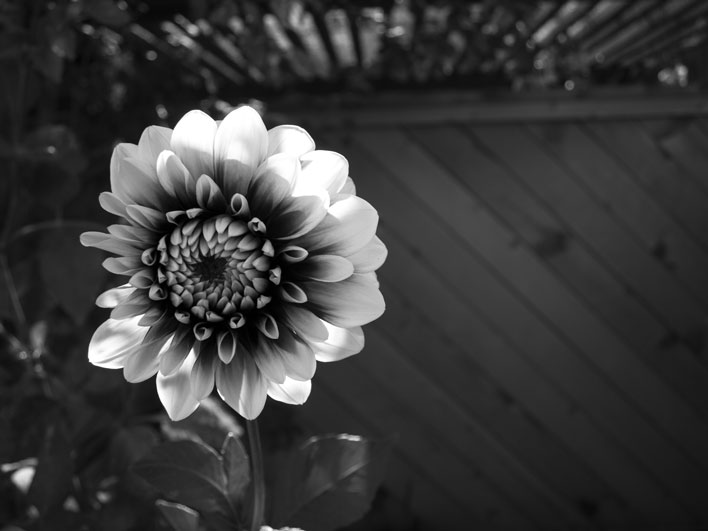 Flower - Black & White